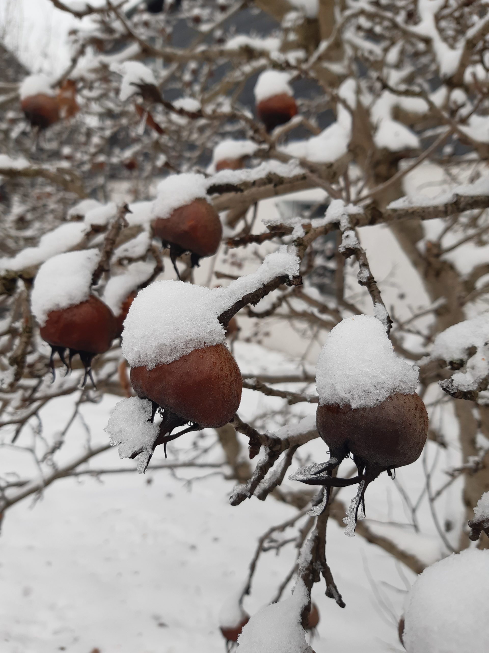 Mispeln an einem Mispelbaum bei Frost und Schnee